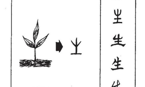 中药干百合花图片大全集-中药干百合花图片大全网 - 为你提供中药干百合花图片大全大图、干百合花功效与作用