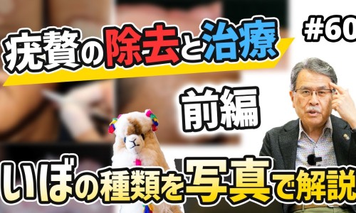干百合花的功效与用法-中药干百合花图片大全网 - 为你提供中药干百合花图片大全大图、干百合花功效与作用